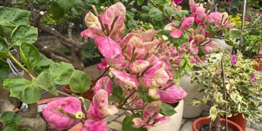 IMG-20251126-WA0032-1140x570