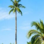 Harga Kelapa Anjlok, Petani Kelapa di Inhil Menjerit
